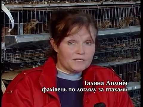 Дом, сад, огород. Фермерское хозяйство по выращиванию цветов, птиц. Часть 1.