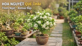 Cây hoa nguyệt quế thái lá nhỏ