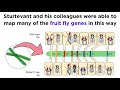 Gene Mapping and Inheritance Patterns in Fruit Flies