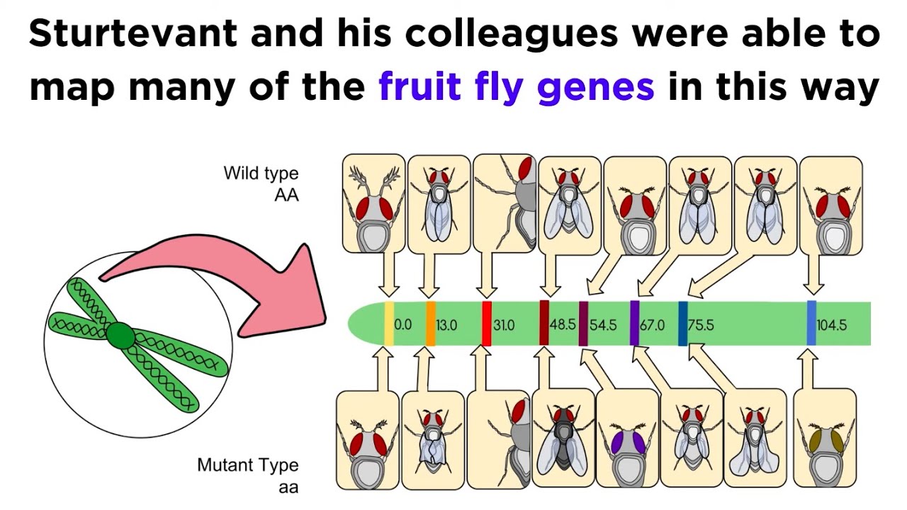 genetic linkage diagram