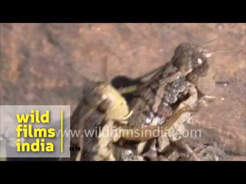 Mating grasshoppers or piggy-back riding?