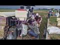 INCREDIBLE MODERN RICE HARVEST – MACHINE DOING ALL THE WORK!-agriculture farming