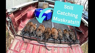 Out On The Line 2023 Ep. 18 - Catching Muskrats by Schmattz Outdoors 202 views 2 months ago 33 minutes