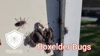 Boxelder Bugs in the springtime