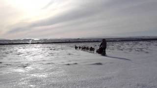 Jeff King mushes toward Safety, then Nome