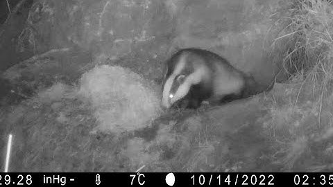 New Forest Explorers Guide - Badgers return through the night to check on the bedding