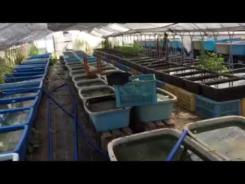 メダカ屋猫飯、4番ハウス - YouTube