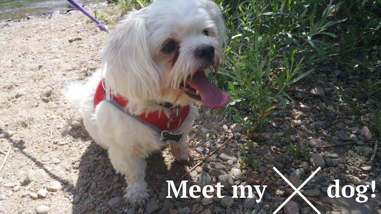 Meet my dog Tofu Maltese and Chihuahua mix YouTube