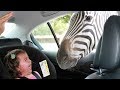 Forget CATS and DOGS! Hilarious KIDS vs ZOO ANIMALS are SO FUNNIER! - You'll DIE LAUGHING!