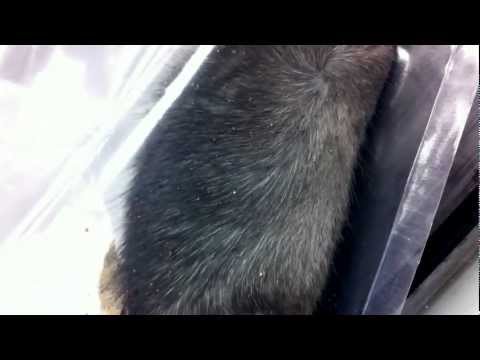 Video: Infestación De Piojos En Ratas