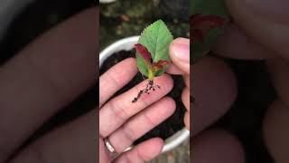 Growing roses from leaves takes root super quickly