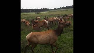 Elk In Northern Michigan..