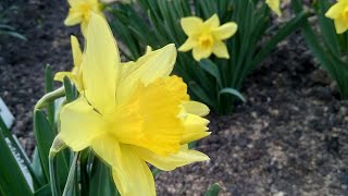 22 апреля/цветочные заметки/размножение аира пёстролистного/зимнее хранение черенков гортензии