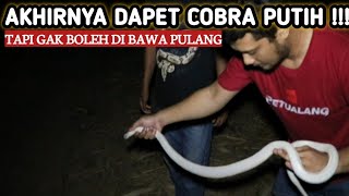Cobra Putih Ini Di Keramatkan Oleh Wargajadi Gak Boleh Di Bawa Pulang 