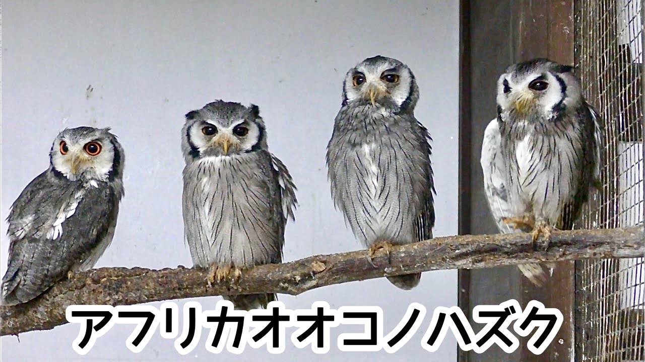 アフリカオオコノハズク みんなで並んでいます【掛川花鳥園】Northern