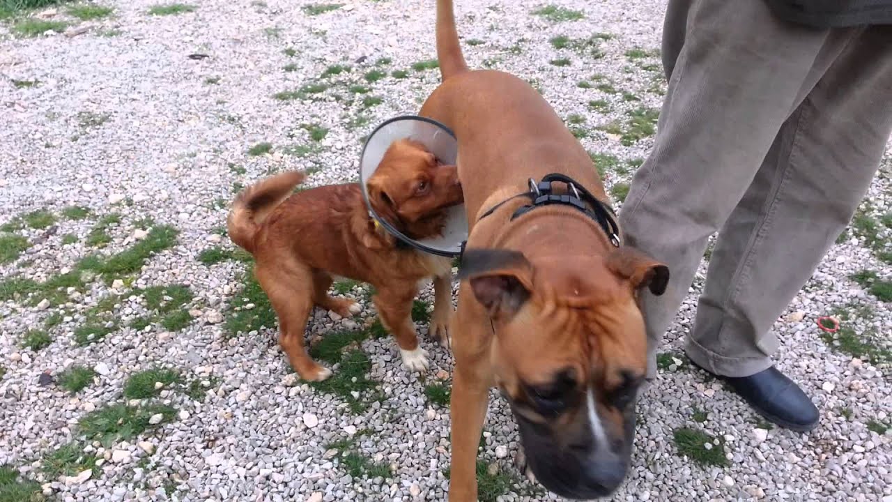 perros de la calle Kevin,perro recién castrado!!!