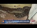 45 rattlesnakes found under Texas home