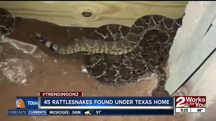 45 rattlesnakes found under Texas home