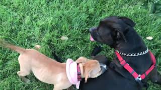 Pit bull/Boxer mix plays with puppy.