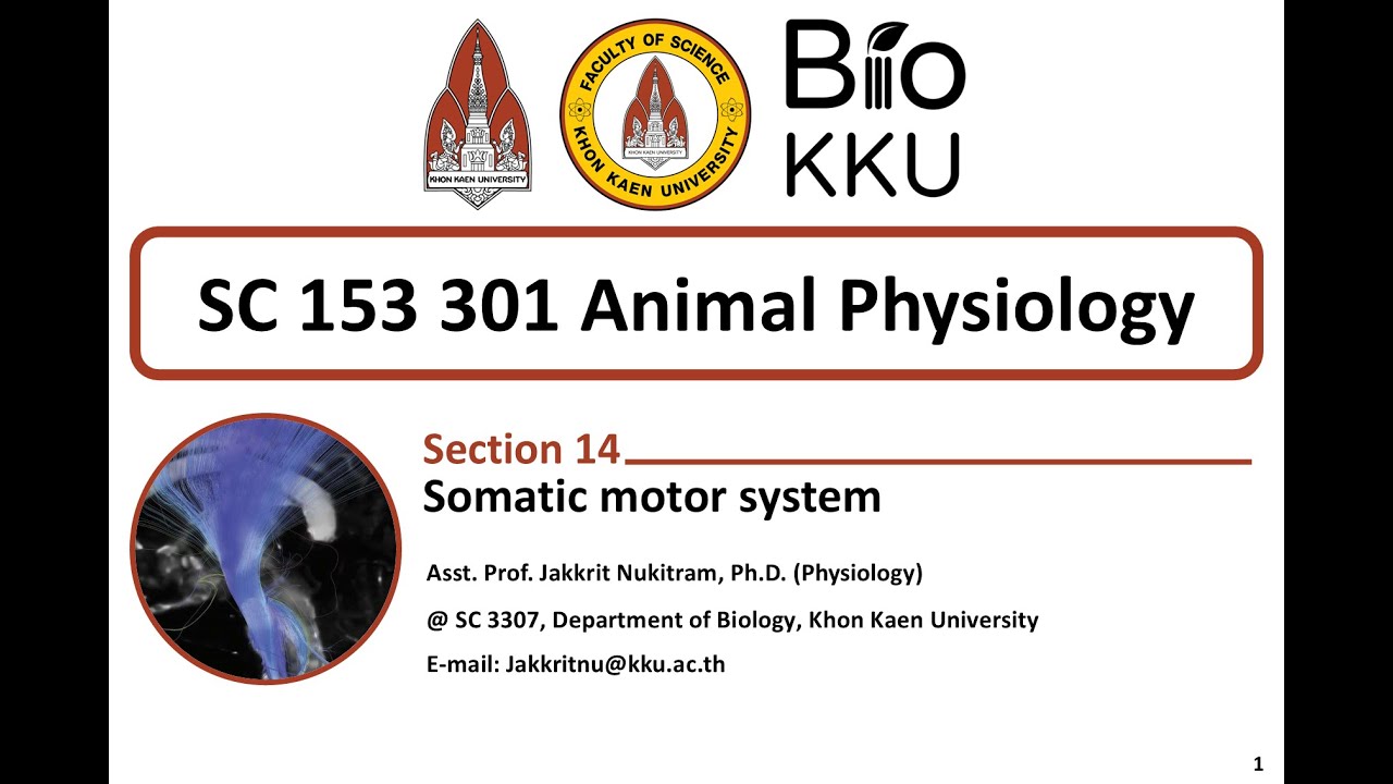 Animal Physiology - Somatic Motor System