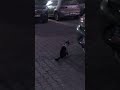 Funny Cat Fighting #cats #keşfetbeniöneçıkar #shortvideo