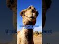 Built to Survive: The Incredible Camel Explained 🐪