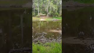 Low water levels at Cross Creek FL. #florida #fishing #travel #outdoors #rain #drought #bassfishing