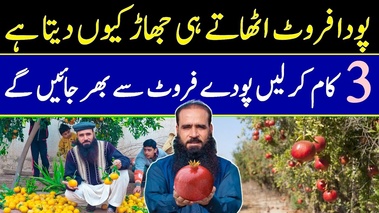 Organic Fertilizer For Fruit Tree | More Fruits From | How To Increase Flowering