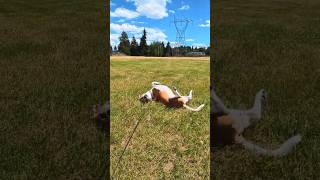 Beagle Back Scratchin #beagle #beaglecrew #puppy