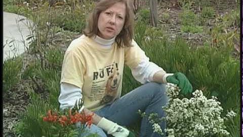 Saving Water Outdoors