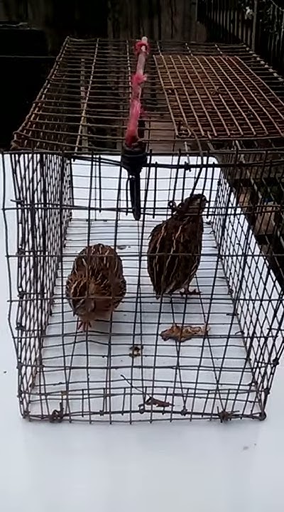 Male Coturnix Quail crowing. - YouTube