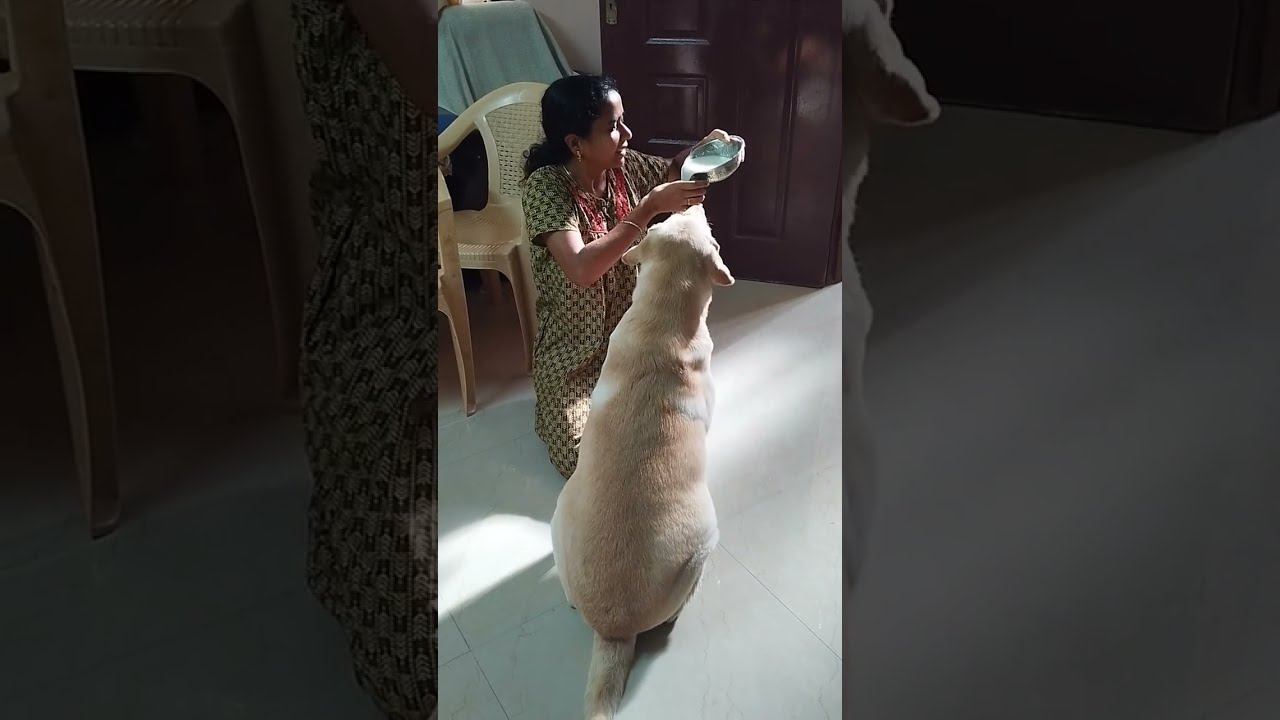       mummy  dogsvideo  vlog  funny  petlover  food  viral  dogs