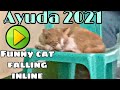 Ayuda 2021 #funnycat