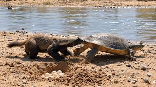 Information Honey Badger Won’t Let Go as the Turtle Crawls Toward the River Update