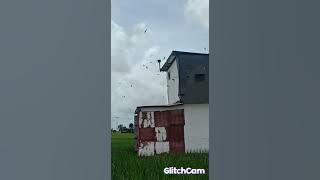 Ratusan walet kiss kiss di tweeter Sp jok Variasi Abizard Walet