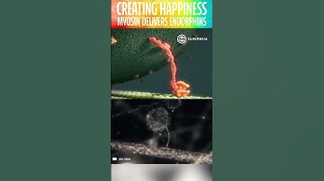 Creating Happiness. Myosin Delivers Endorphins #shorts #happy #happiness #animation