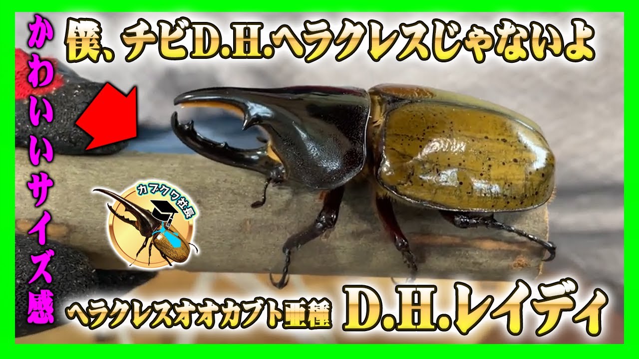 ヘラクレス ちびクレス かわいい人気種】小さいヘラクレスオオカブト！D.H.チビヘラクレスでは