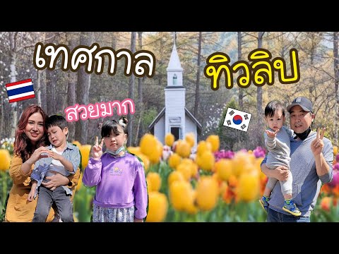 Ep.712 #แม่บ้านเกาหลี พาไปชมทุ่งดอกทิวลิปสวยๆ แวะเดินเล่นสวนสาธารณะเกาหลี พ่อบ้านพากินบะหมี่เย็น
