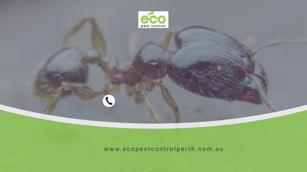 Safe Ant Treatment Services in Perth | Child & Pet-Friendly Ant Control