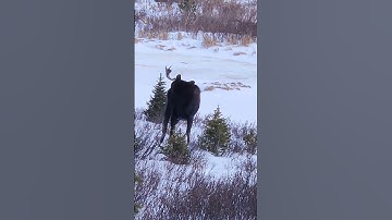 Funny Moose Antlers. Odd Moose. Colorado Bull Moose with messed up Antler
