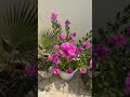 البفتة الزراعة المنزلية زراعة سماد طبيعي نبتة الري