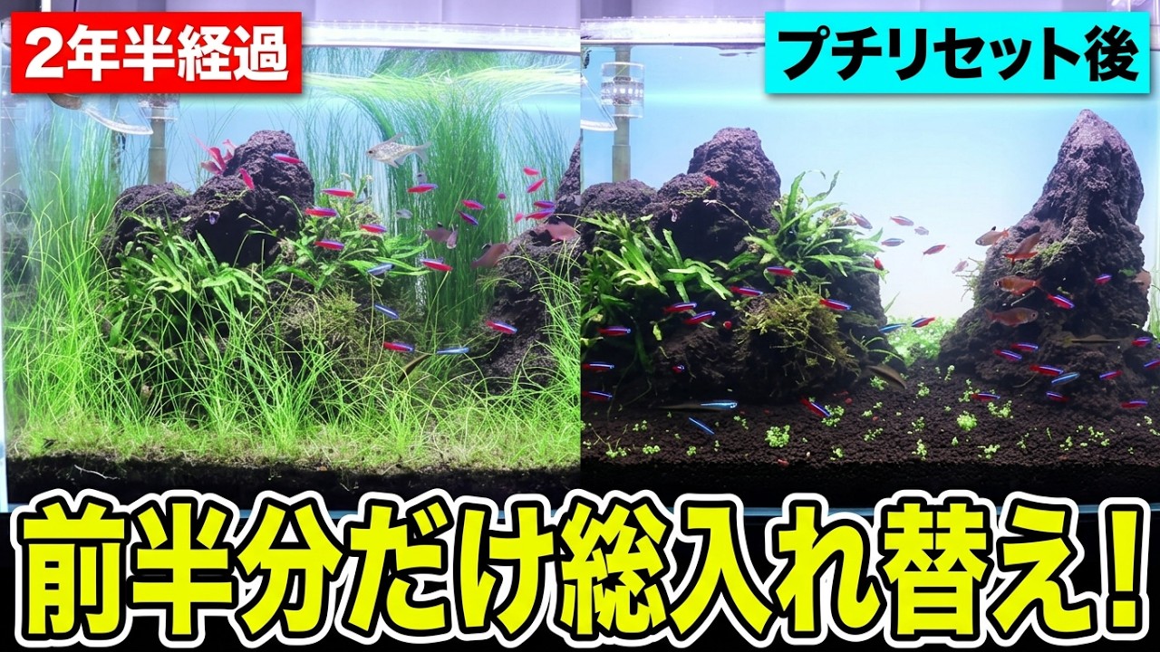 まめすけ 水槽 YouTube