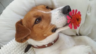 One day in smart Jack Russell Terrier life (Mila and Prezes) by MilaJRT 133,100 views 4 years ago 2 minutes, 17 seconds