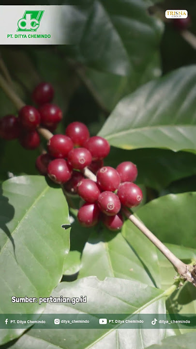 Vitanik spesial komoditi Kopi