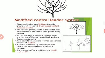 Training - objectives and systems of pruning.