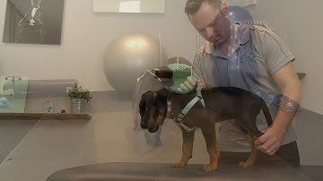 Sunday Gait Analysis Treadmill Demo