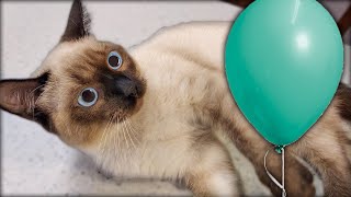 CUTE CAT vs BALLOON  (Funny Cat Videos)