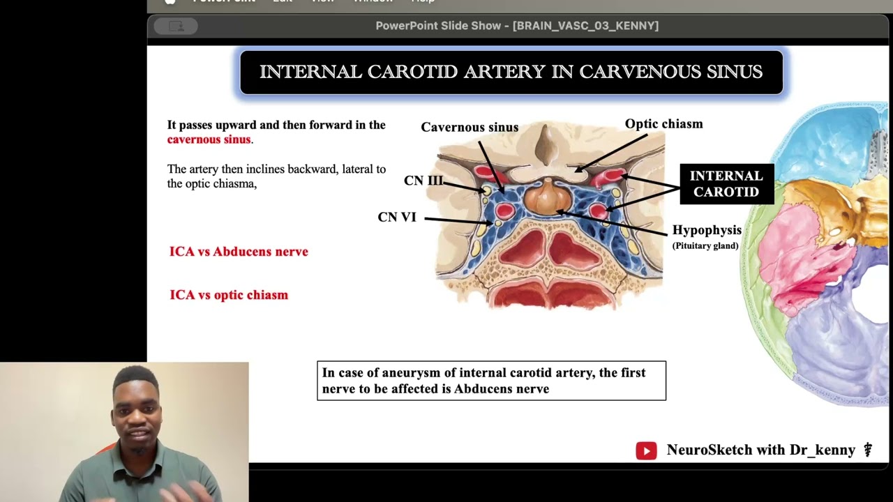Part 03: Internal Carotid Artery Course & Branches | Brain vascular system