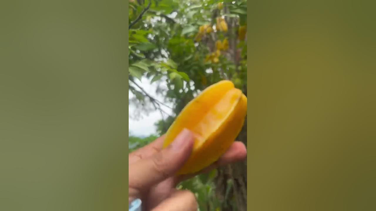 Lets Eat Star Fruit Or Garnati Fresh From The Tree YouTube lets-eat-star-fruit-or-garnati-fresh-from-the-tree-youtube