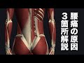 体幹の筋肉で腰痛を引き起こす筋肉を解説してみた